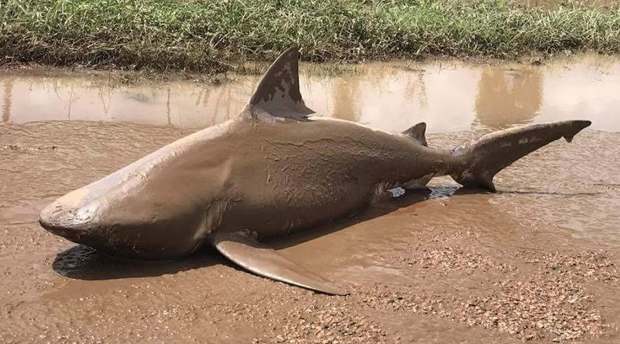 bull shark on road