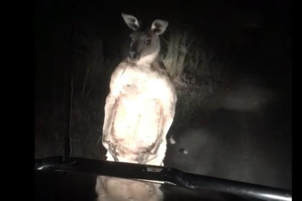 Kangaroo attack