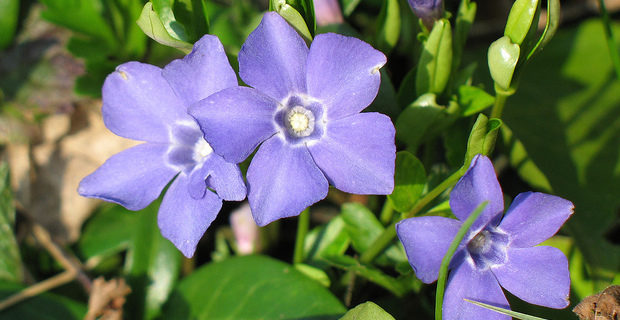 Periwinkle plant 