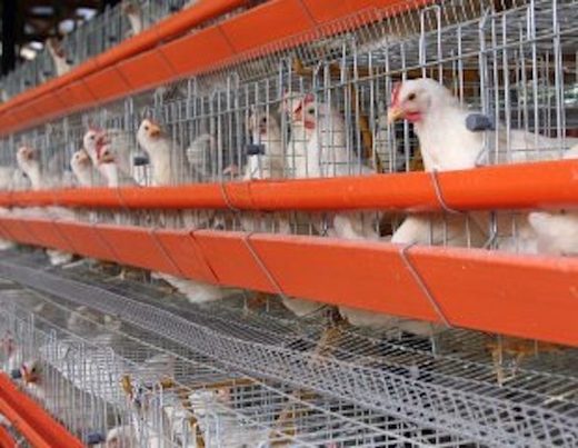 caged birds