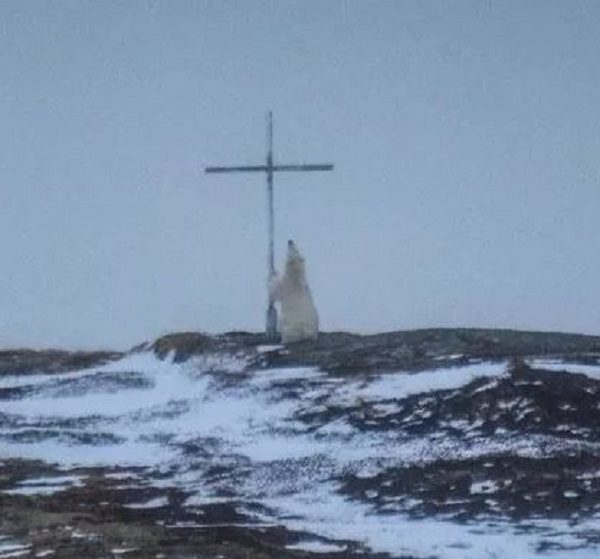 polar bear cross