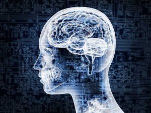 Click to enlarge Human brain