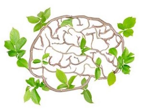 Click to enlarge nature effects brain,