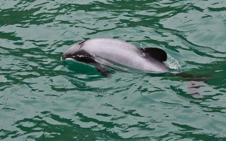 Click to enlarge A Hector's dolphin in New Zealand waters