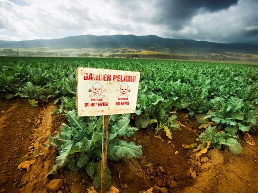 Click to enlarge Chlorpyrifos