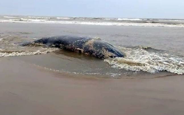 dead whale