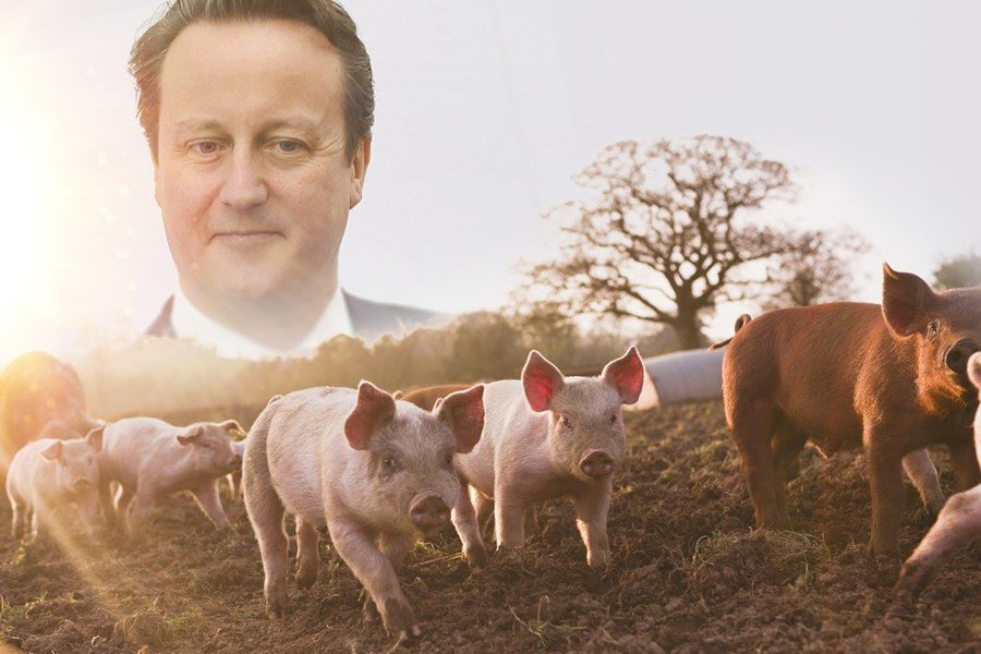 David Cameron pig