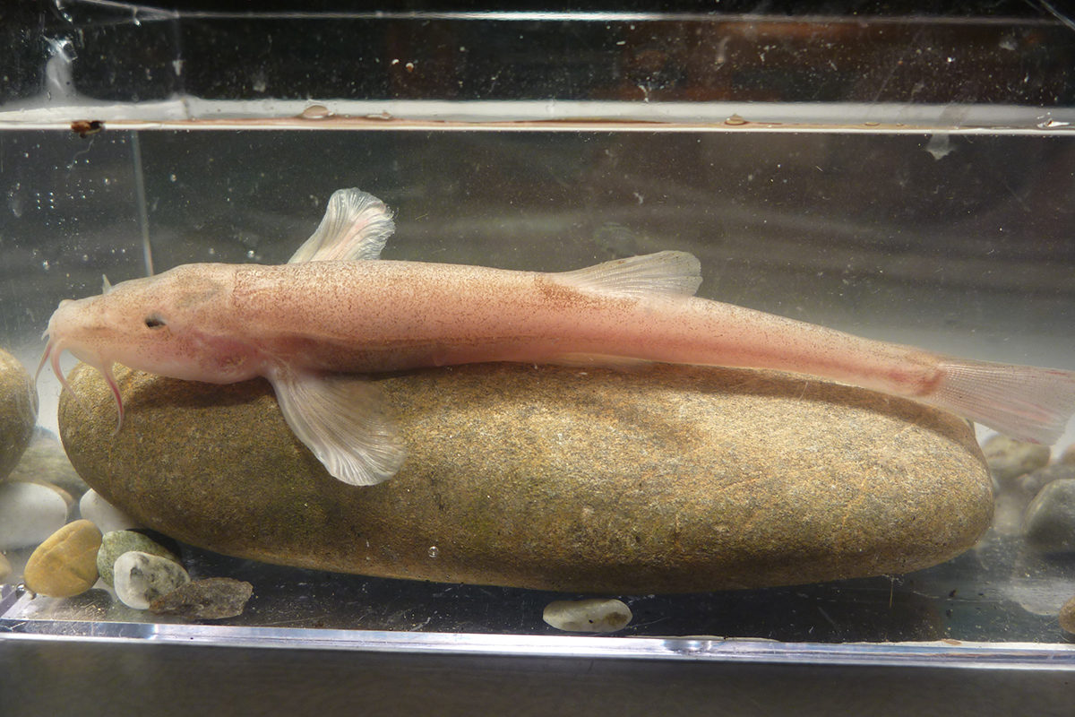 cavefish