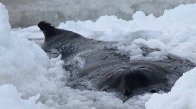 Click to enlarge Trapped whale