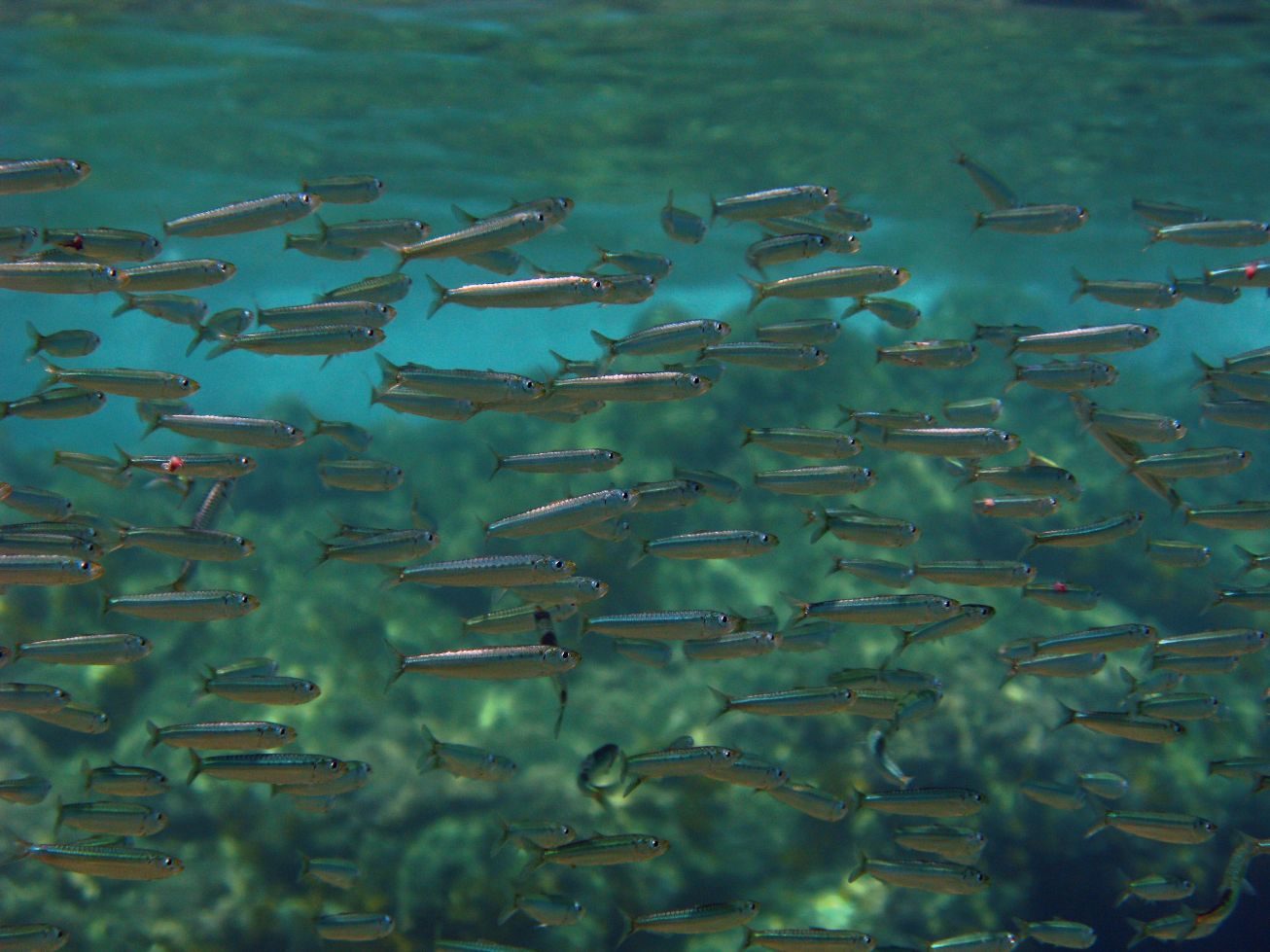 fish