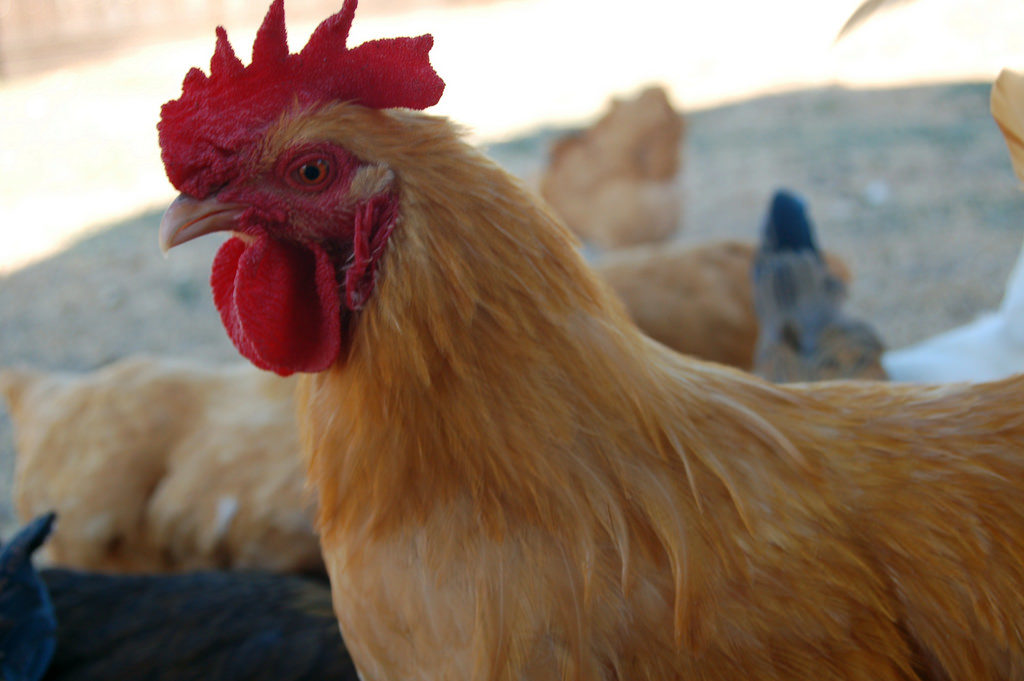 Chicken