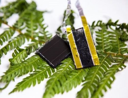 Fern-inspired electrode could boost solar power by 3000 percent