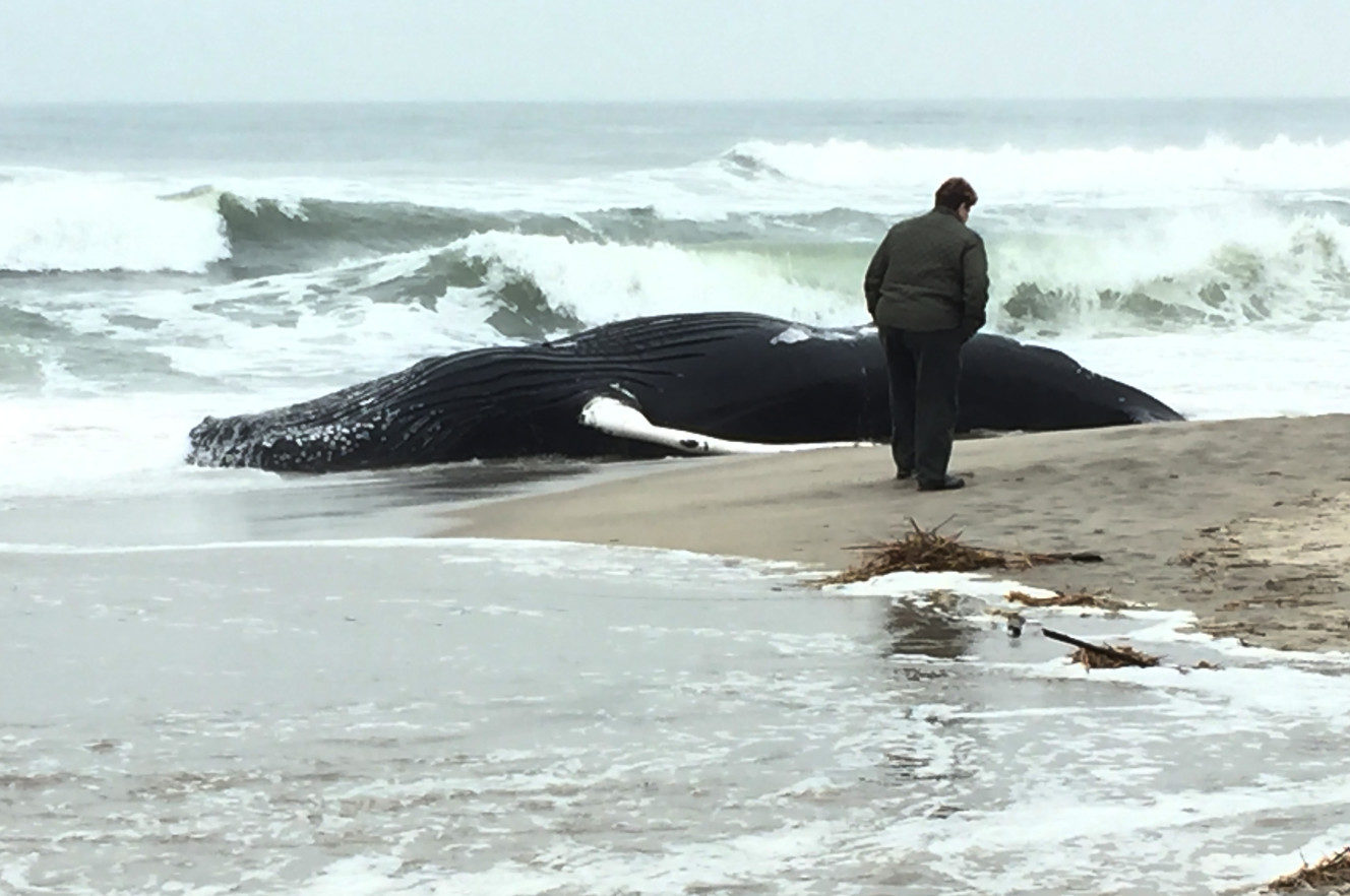  The carcass of a whale spotted on a Queens beach earlier Tuesday.