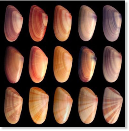 sea shells