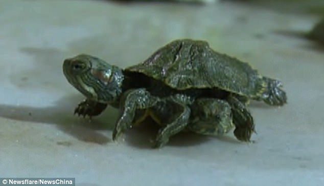 Click to enlarge A baby turtle was found to have two heads and six legs among a box of imported turtles
