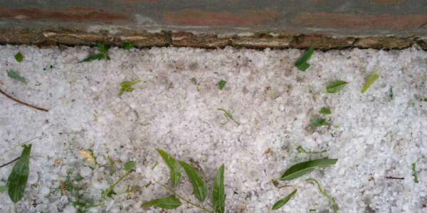 Click to enlarge Wheat damged