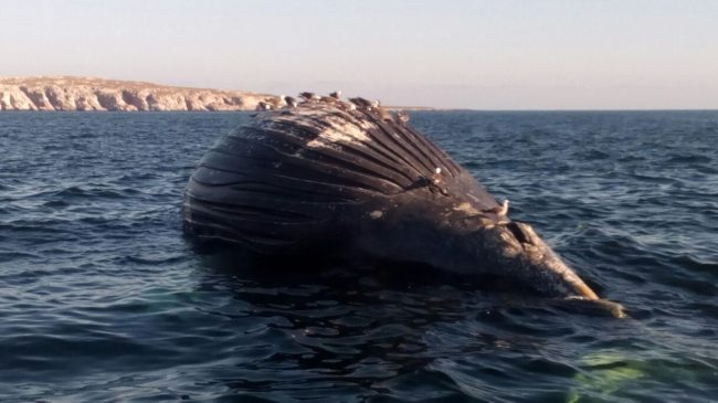 Click to enlarge dead whale