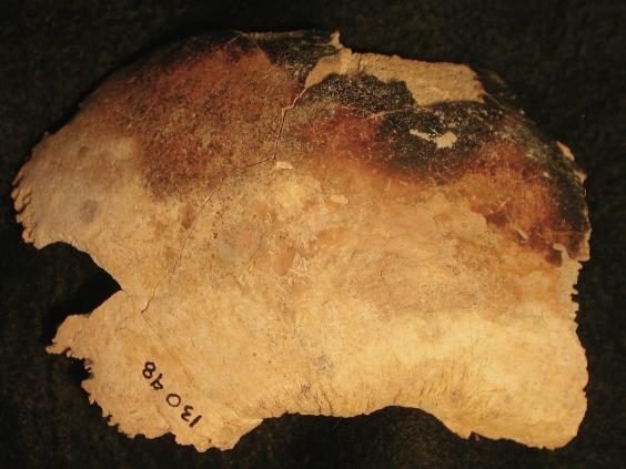 Piece of a skull that had been smashed and burnt recovered from the long-deserted Yorkshire village 