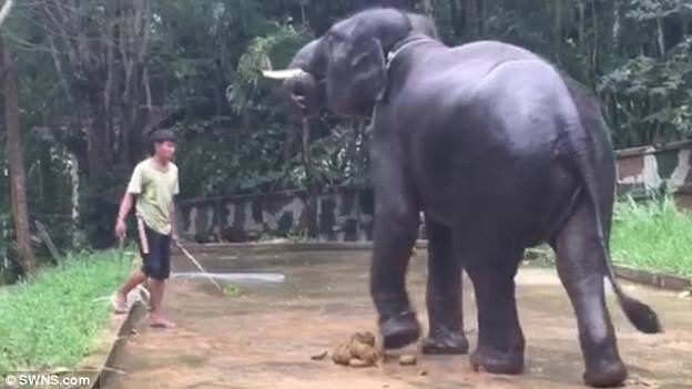 elephant