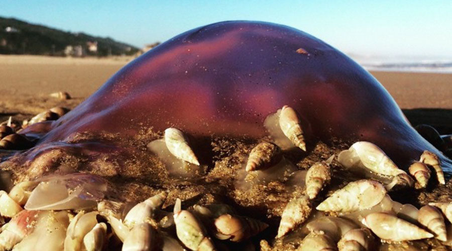 Sea snails feeding on dead jellyfish