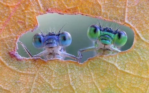 An odd couple at the window