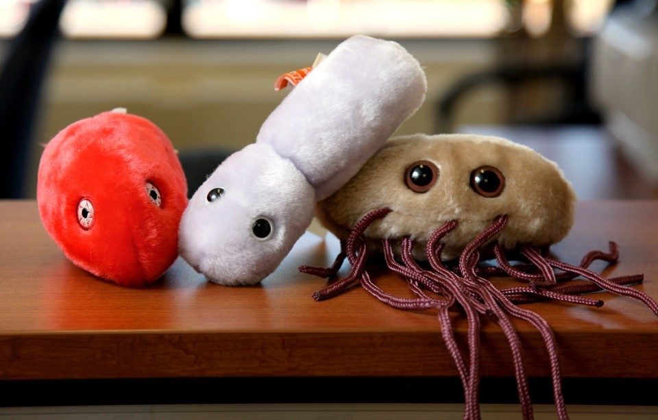 Click to enlarge gut microbes