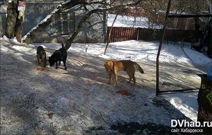 Click to enlarge Mass stray dog attacks on people.