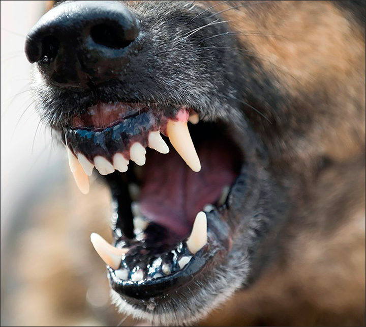 Click to enlarge City under siege from packs of aggressive stray dogs.
