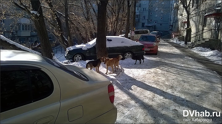 dogs