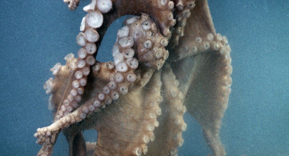 Click to enlarge octopus