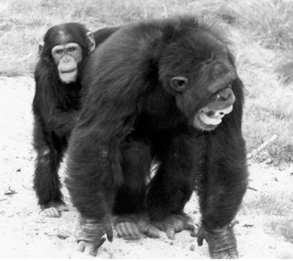 chimps