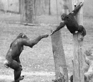 chimps