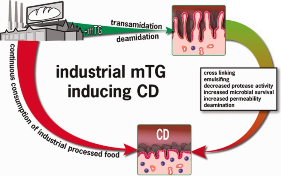 microbial transglutaminase