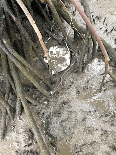 Click to enlarge fish