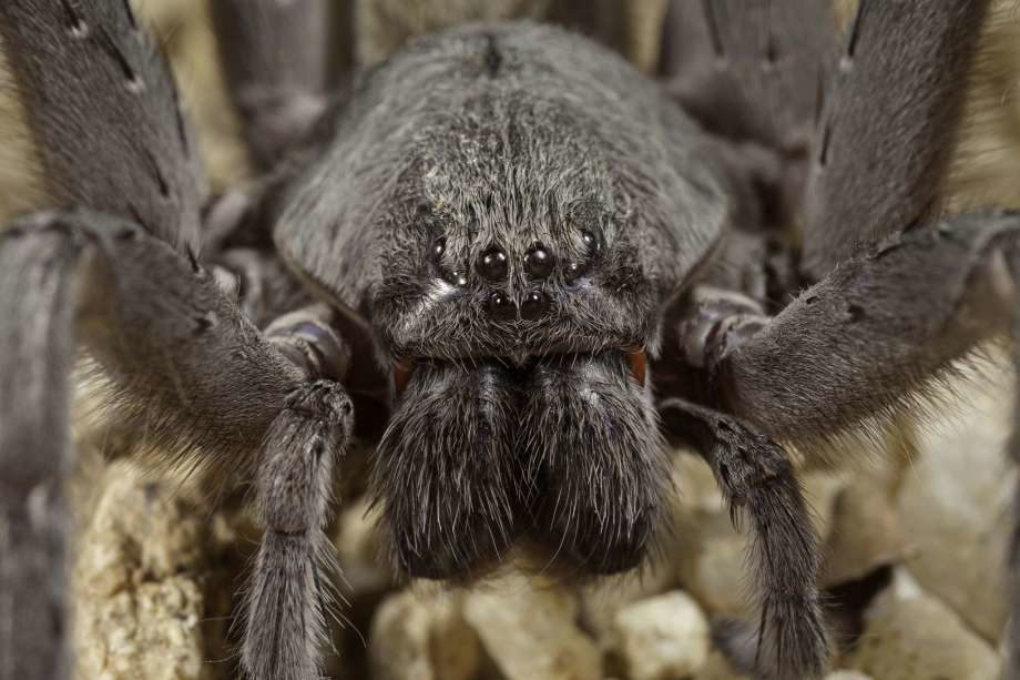 Researchers at the San Diego Natural History museum recently discovered a new species and genus of spider in the hills of Baja California, called Califorctenus cacahilensis. 