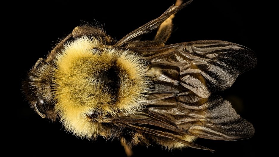 Click to enlarge bees