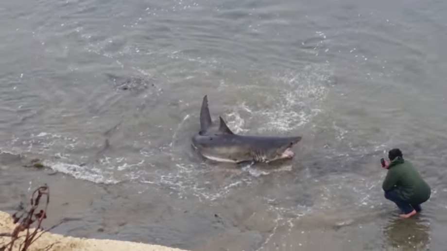 Shark stranded off CA coast