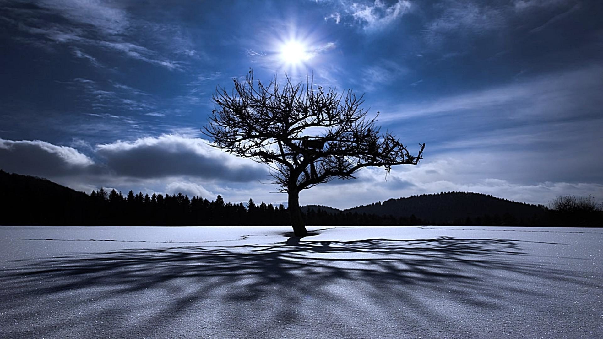 tree