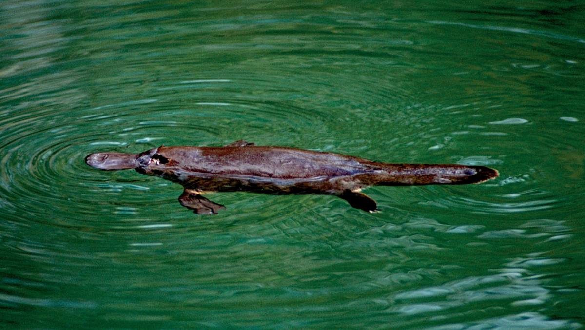Platypus swimming