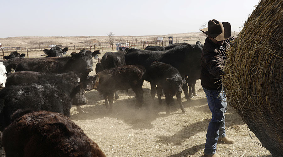 Cowboy ranch hand