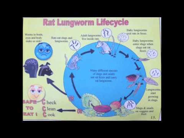 rat lungworm
