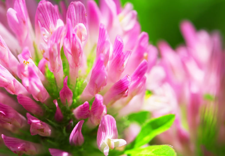 red clover
