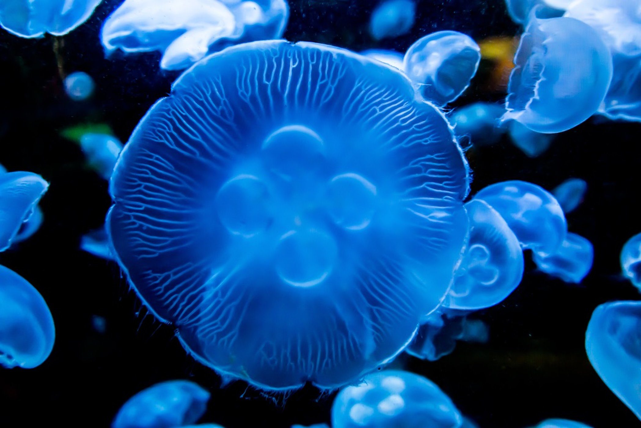 bioluminescent creatures