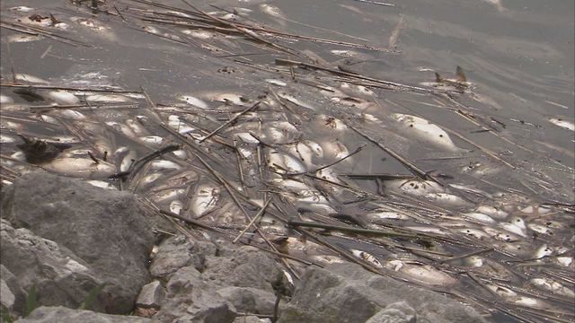 dead fish michigan