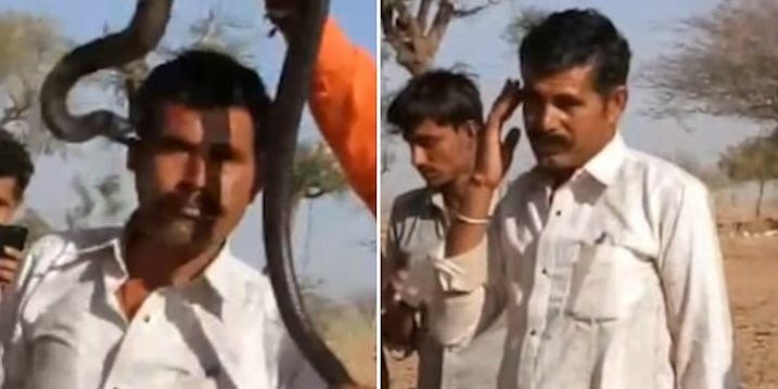 Click to enlarge This is the moment a tourist in Jodhpur, northwestern India, was bitten on the face by a cobra while posing for pictures with a snake charmer