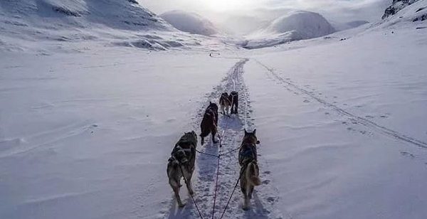 sled dogs