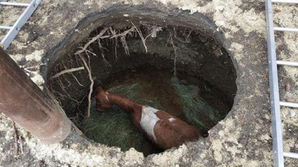 Kittitas County firefighters helped rescue a horse after it fell into a sinkhole Tuesday evening, April 11, 2017. 