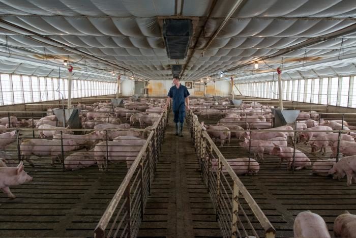 Pigs Smithfield Foods,