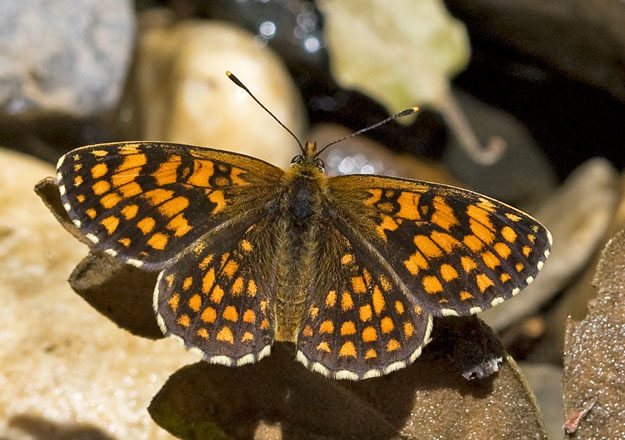 Click to enlarge Heath Fritillary