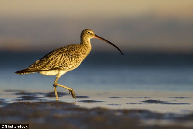 Click to enlarge The curlew, Europe's largest and most distinctive wading bird, is among those added to the red list, with numbers falling 64 per cent from 1970 to 2014